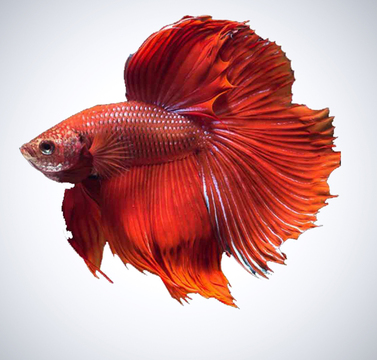 BETTA FISH SUPPLIES