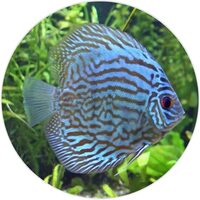 Discus Fish food