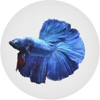 Betta Fish Food