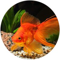 Goldfish Fish Food