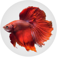 Buy Betta Accessories Online  Betta Fish Tank Supplies [Sale] - Aquarium  Kingdom