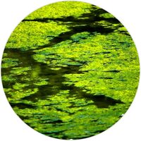 Fish Pond Algae Treatments