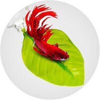 Betta Fish Decorations