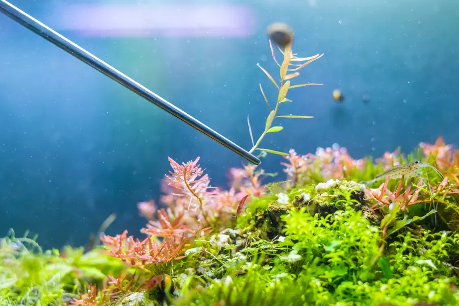 The Ultimate Aquascaping Guide: Create the Best Aquarium Scape for Your Fish image