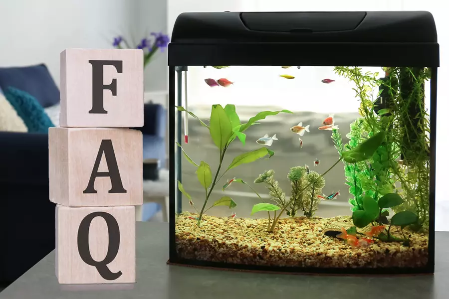 Your Aquarium FAQs Answered image
