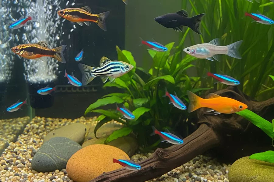 Your Starter Guide for Keeping Exotic & Tropical Fish Happy & Healthy image