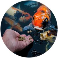 Goldfish & Koi Pond Fish Food