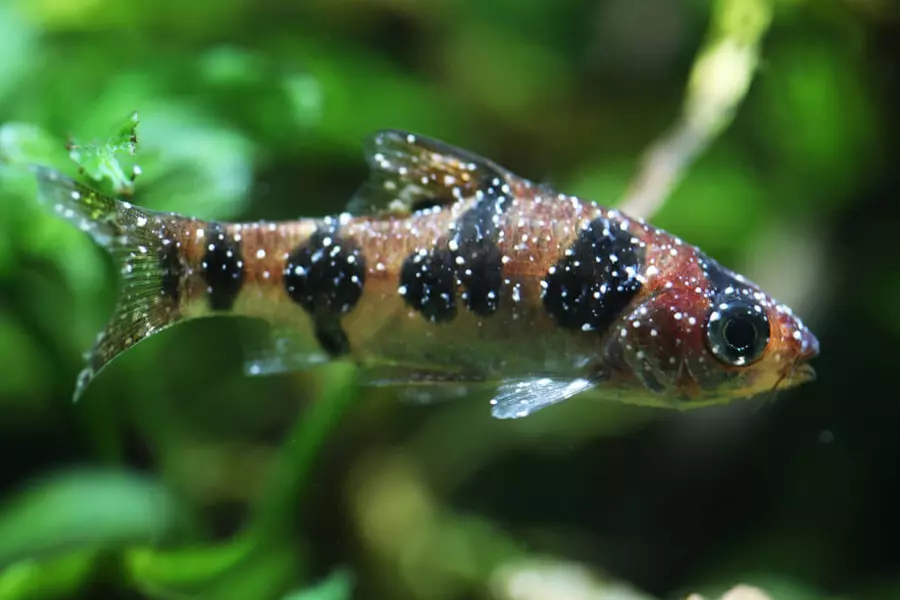 Do You Know the Signs, Symptoms & Treatments for These Common Fish Illnesses? image
