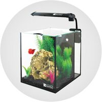 Betta Tanks & Maintenance