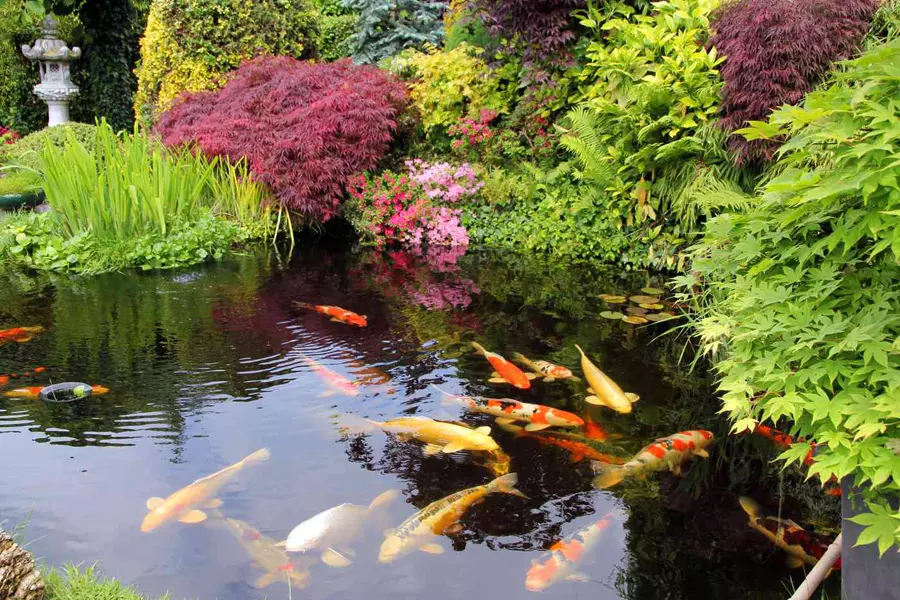 From Fish Food to Filters: Our Quick & Easy Guide to a Thriving Fish Pond image